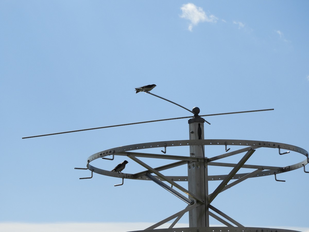 Purple Martin - ML616157546