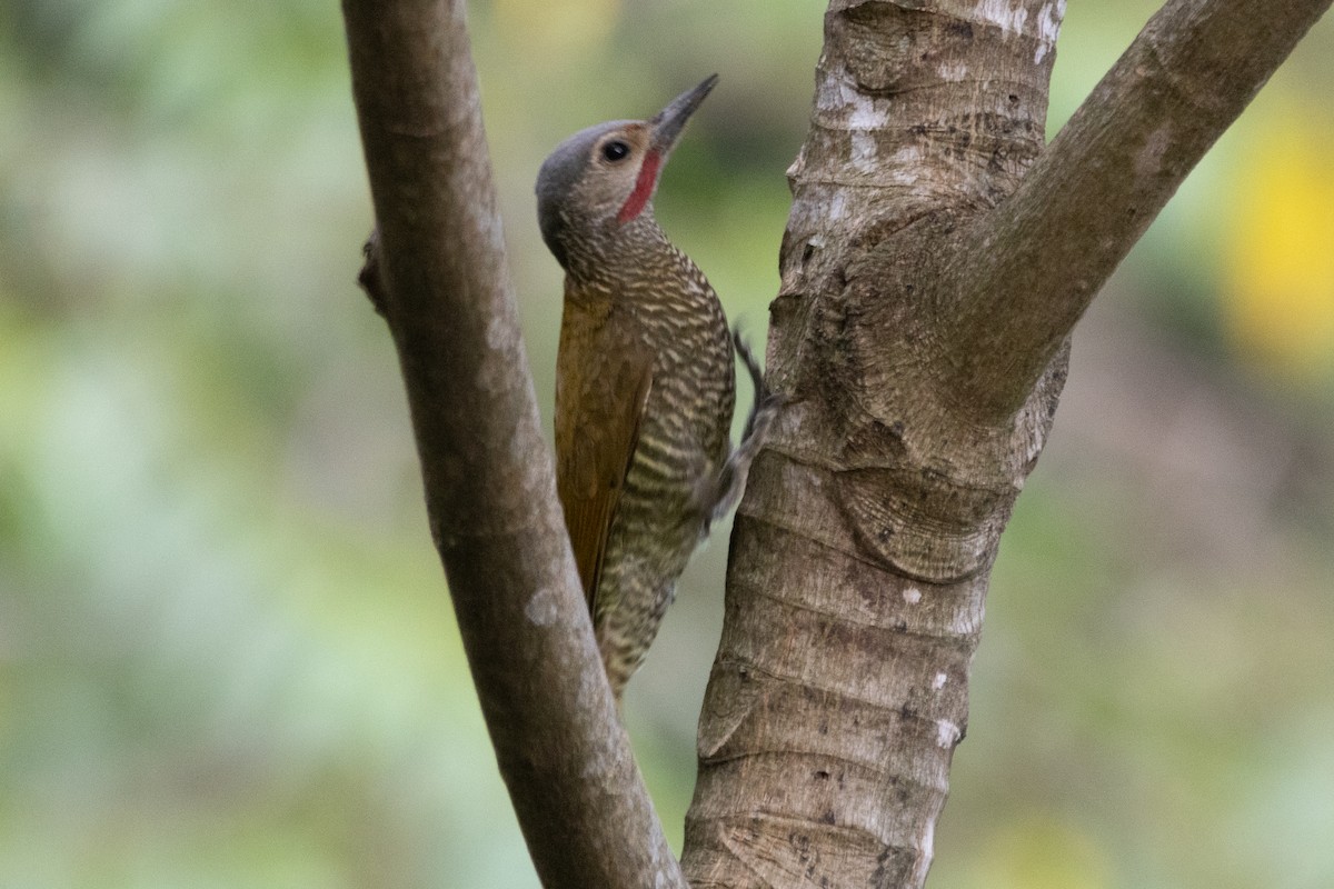 Gray-crowned Woodpecker - ML616157548