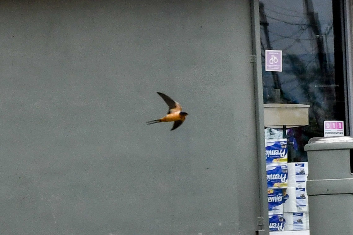 Ластівка сільська - ML616157552