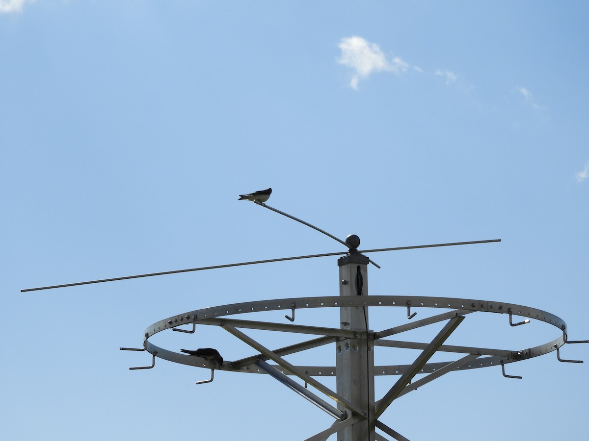 Purple Martin - ML616157555