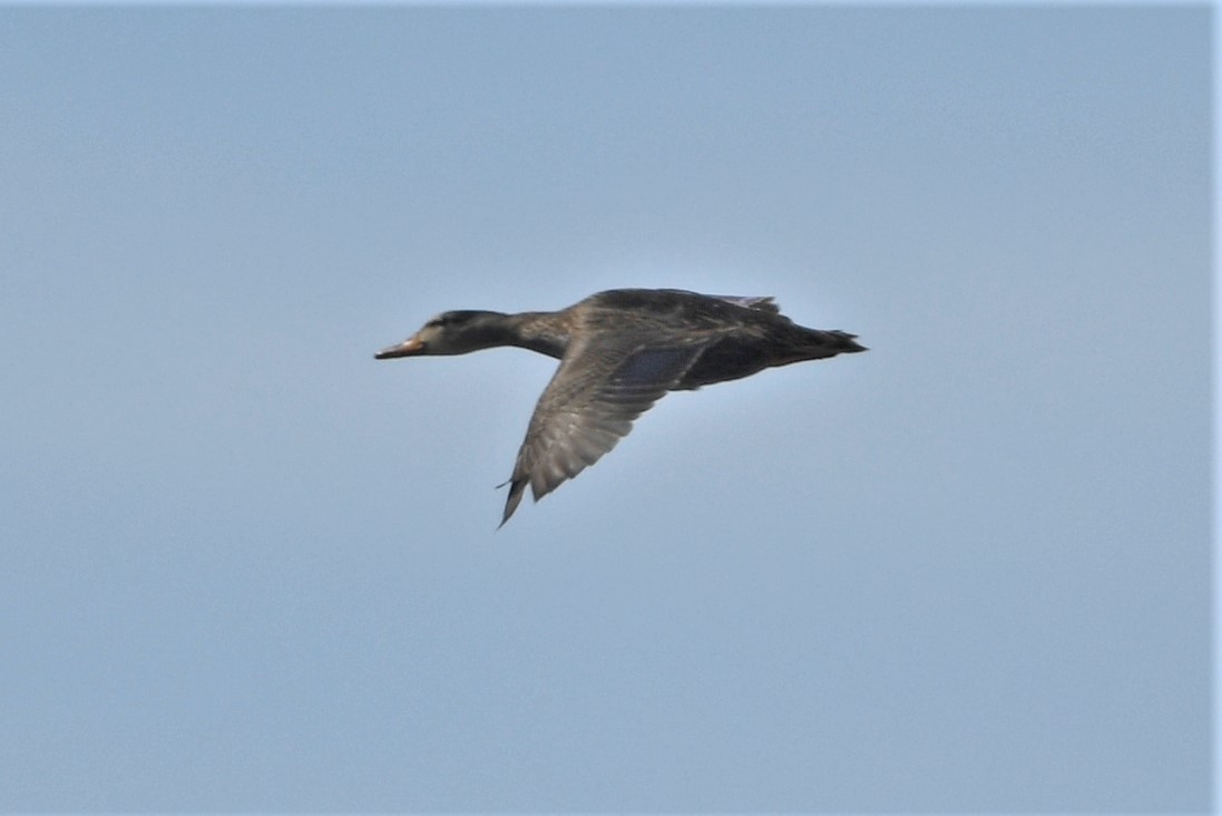 Mallard/American Black Duck - ML616157556