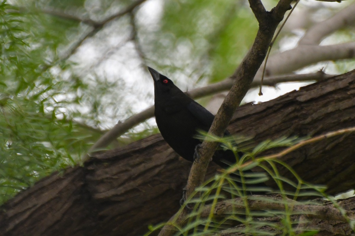 Вашер червоноокий - ML616157562