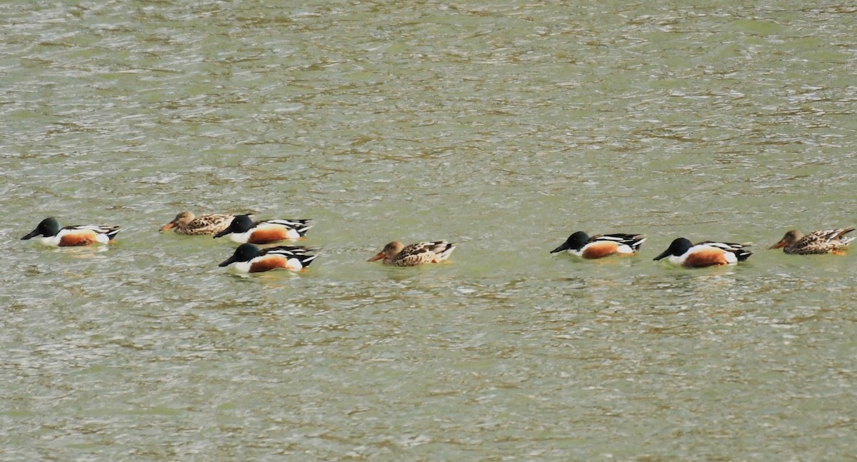 Northern Shoveler - ML616157573