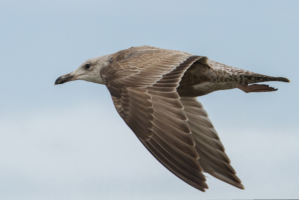 Gaviota Argéntea (americana) - ML616157575