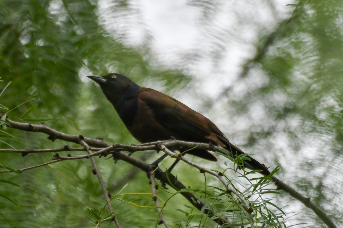 Гракл пурпуровошиїй - ML616157579