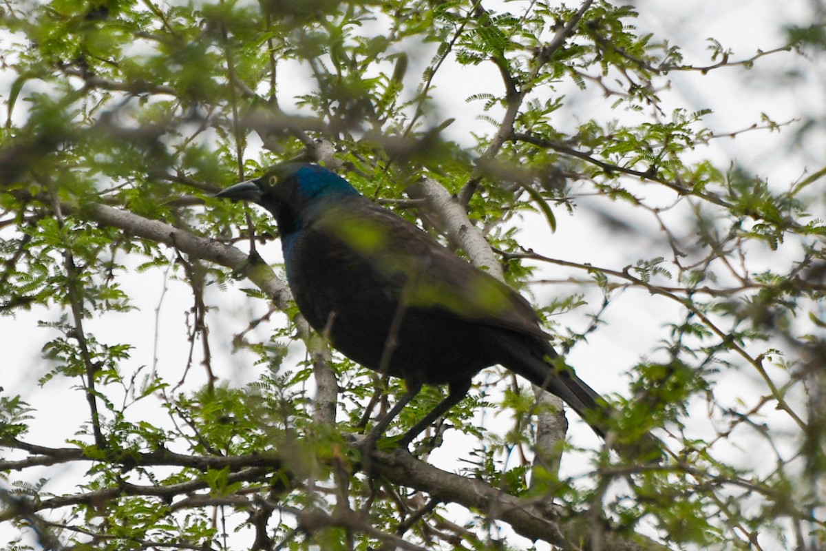 Гракл пурпуровошиїй - ML616157580