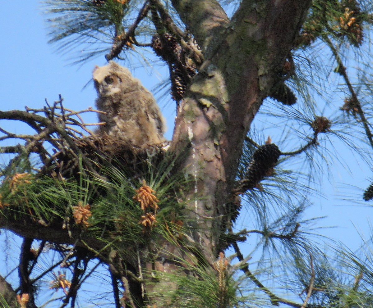 Great Horned Owl - ML616157581