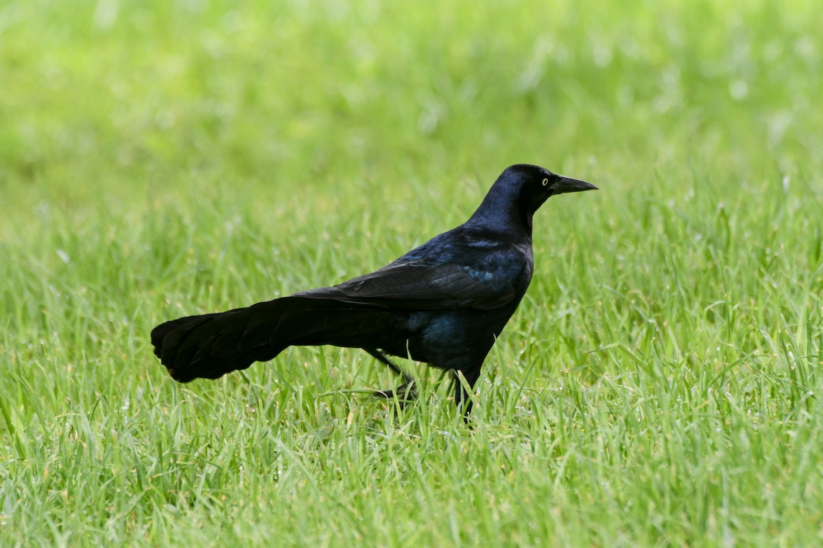 Гракл великохвостий - ML616157589