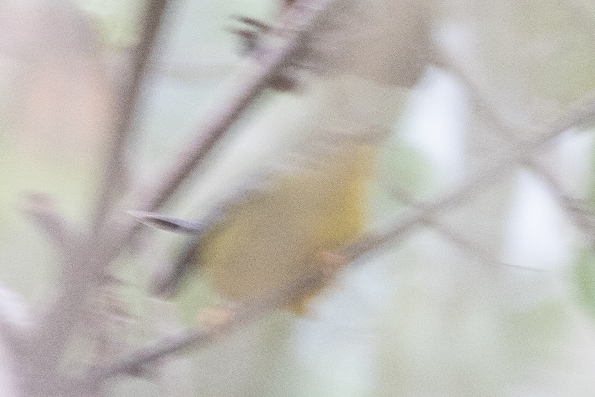 Golden-crowned Warbler - ML616157591