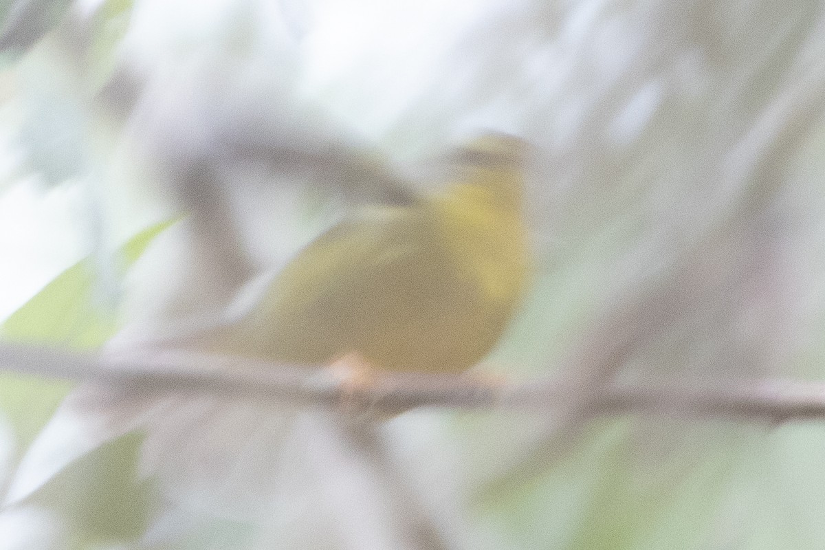 Golden-crowned Warbler - Jodhan Fine