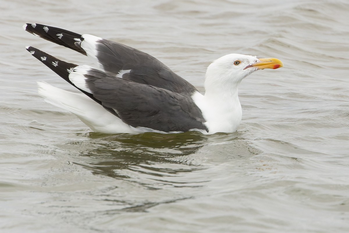 Western Gull - ML616157622