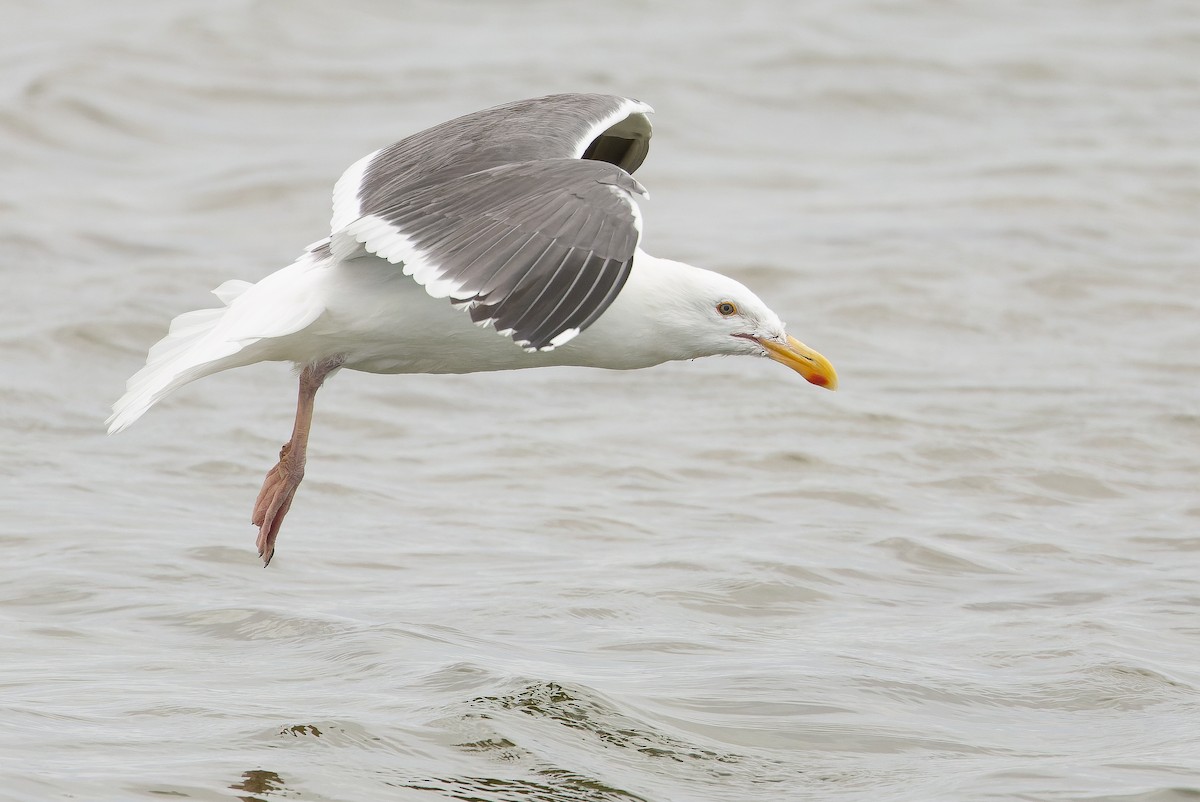 Western Gull - ML616157623