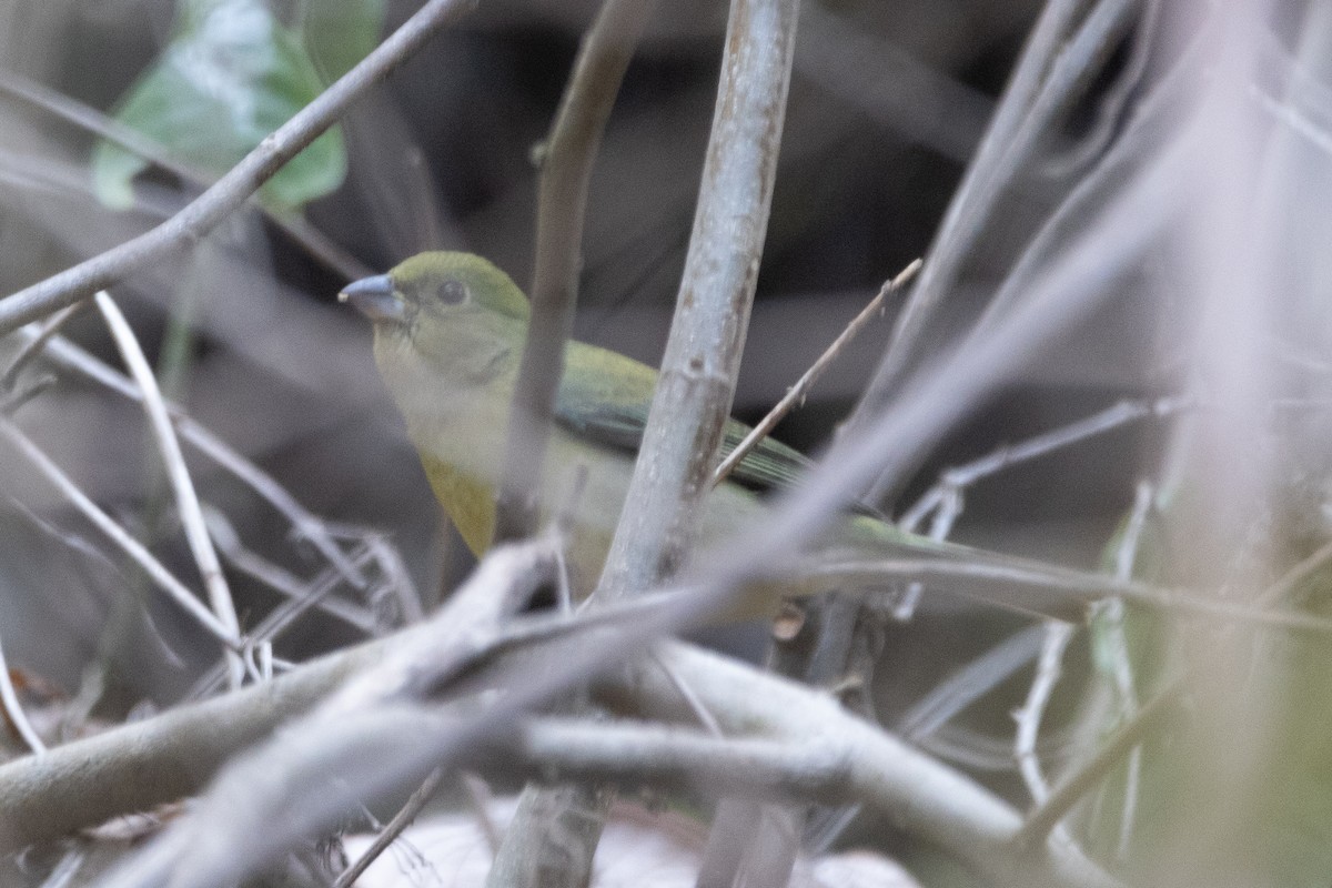 Painted Bunting - Jodhan Fine