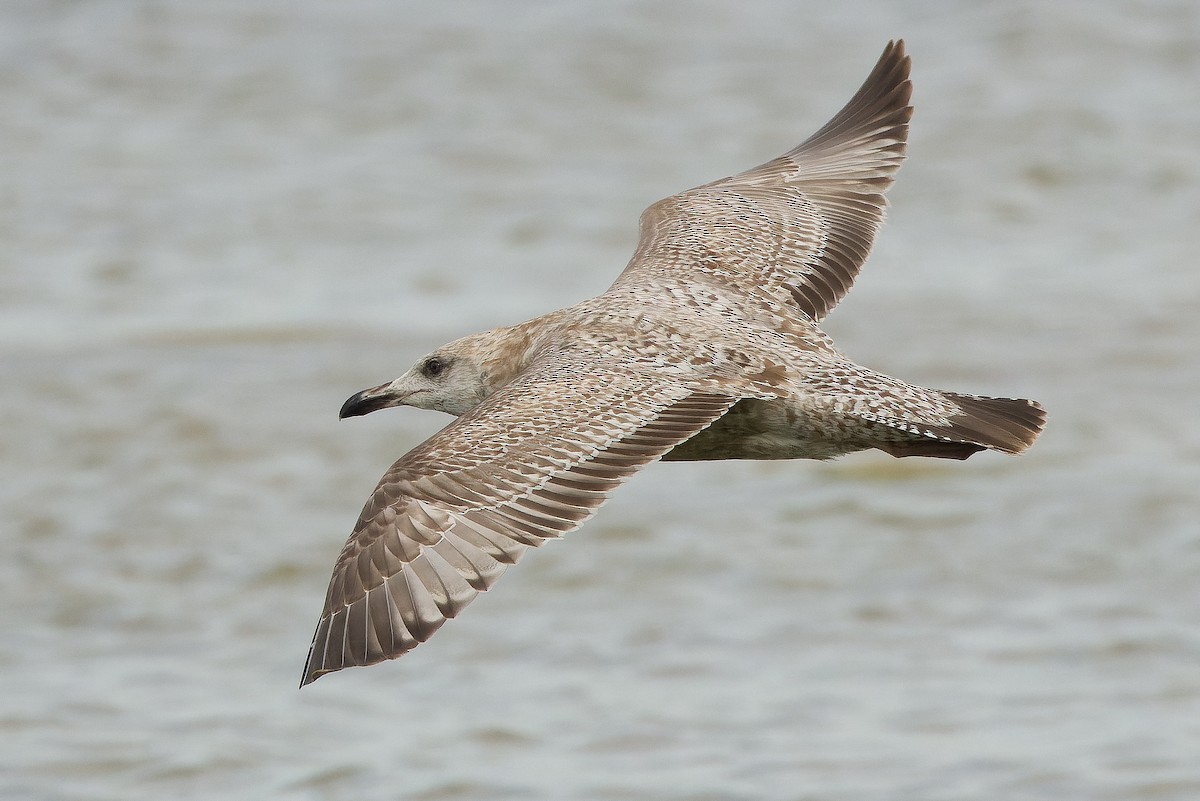 Gaviota Argéntea (americana) - ML616157631