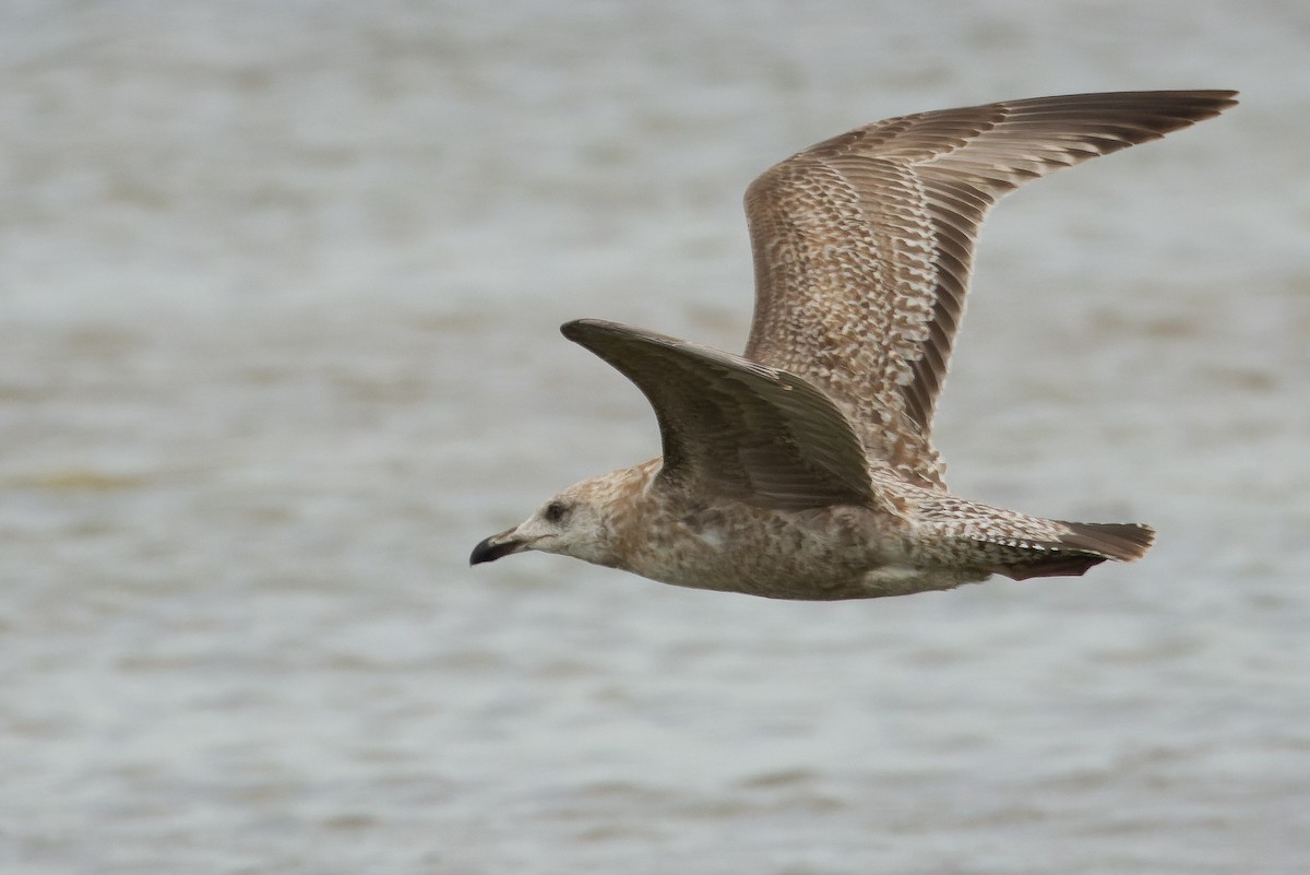 Gaviota Argéntea (americana) - ML616157635