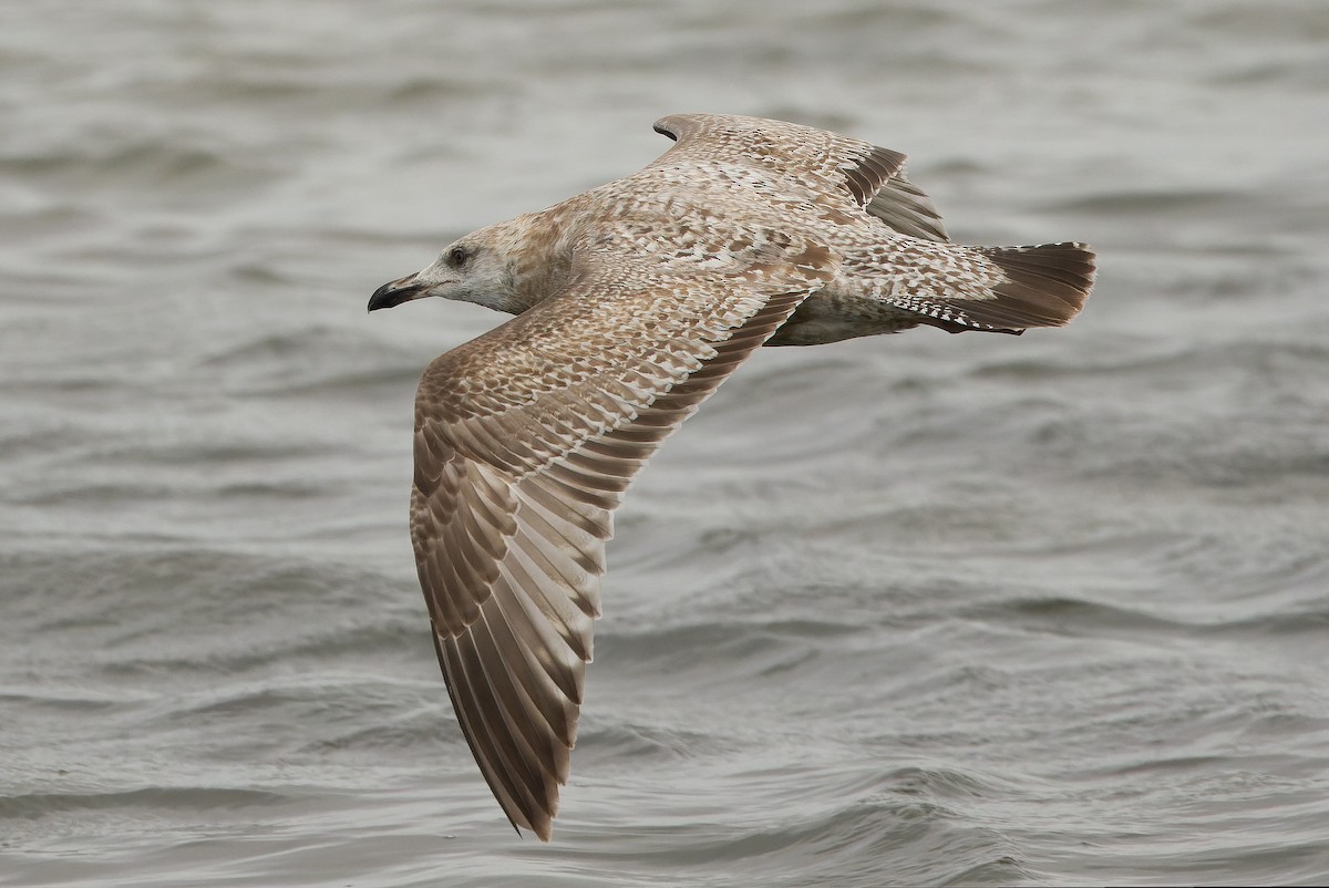 Gaviota Argéntea (americana) - ML616157638