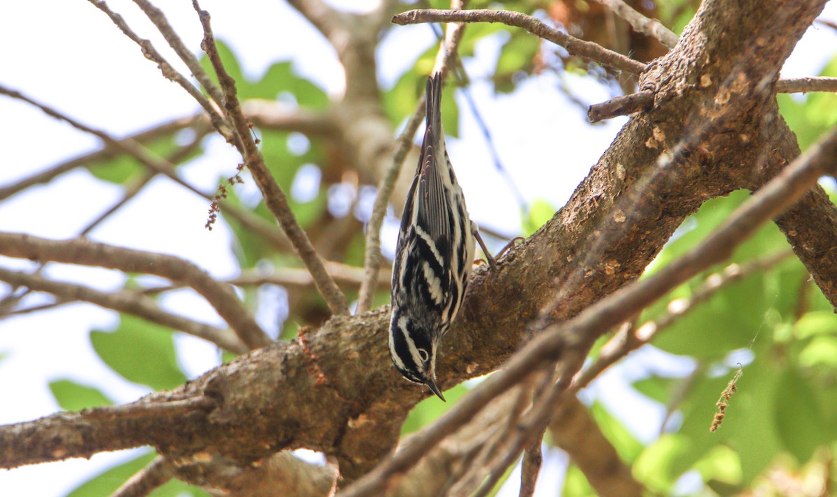 Black-and-white Warbler - ML616157639