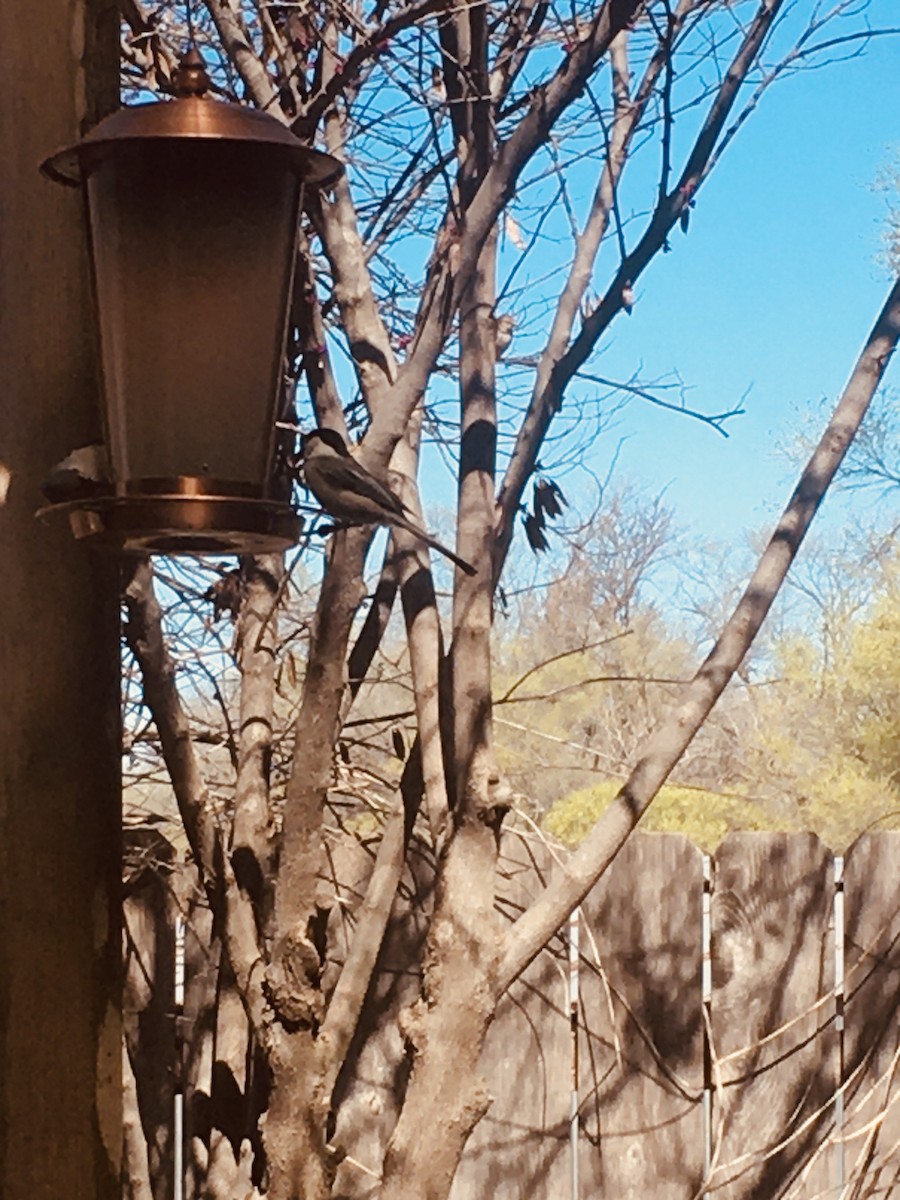 Black-capped Chickadee - ML616157643