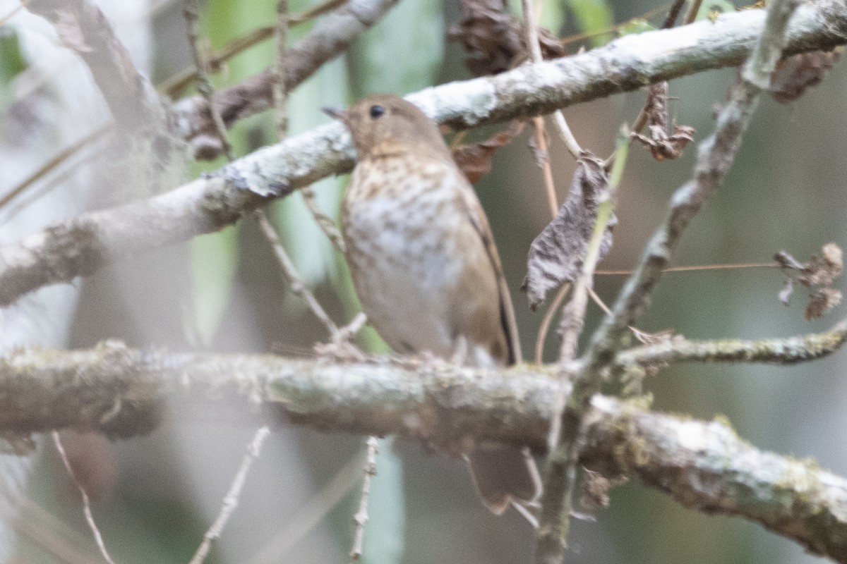 Swainson's Thrush - ML616157661