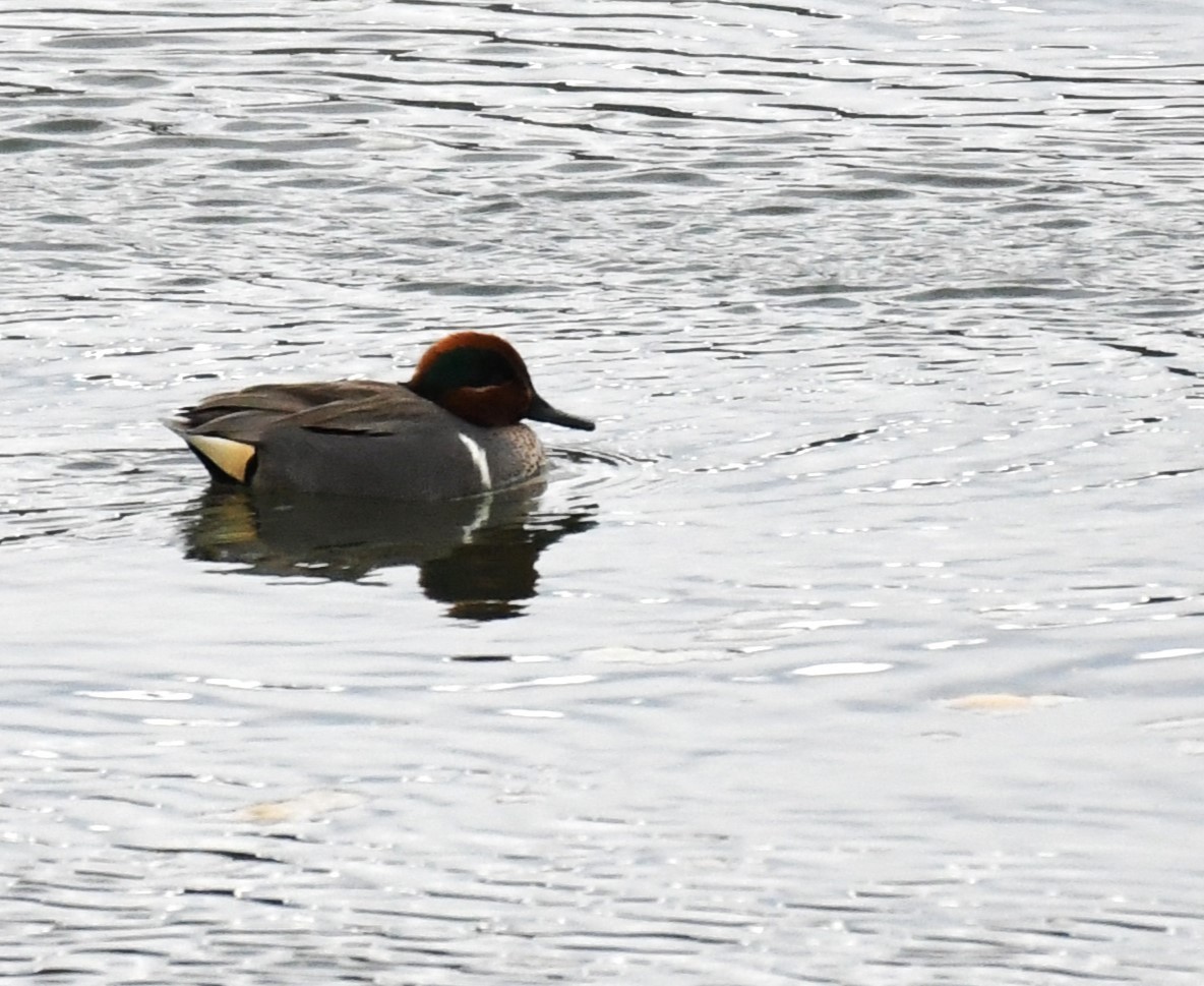 Green-winged Teal - ML616157663