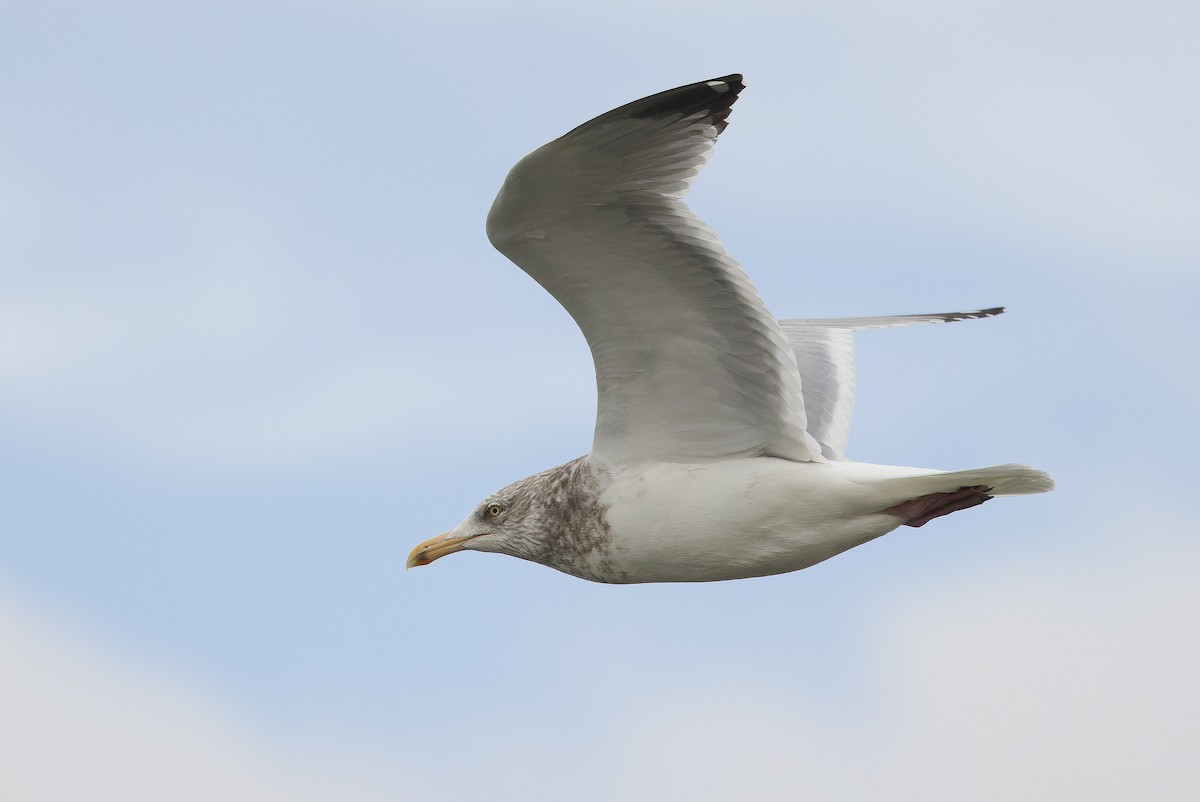 Herring Gull (American) - Joachim Bertrands