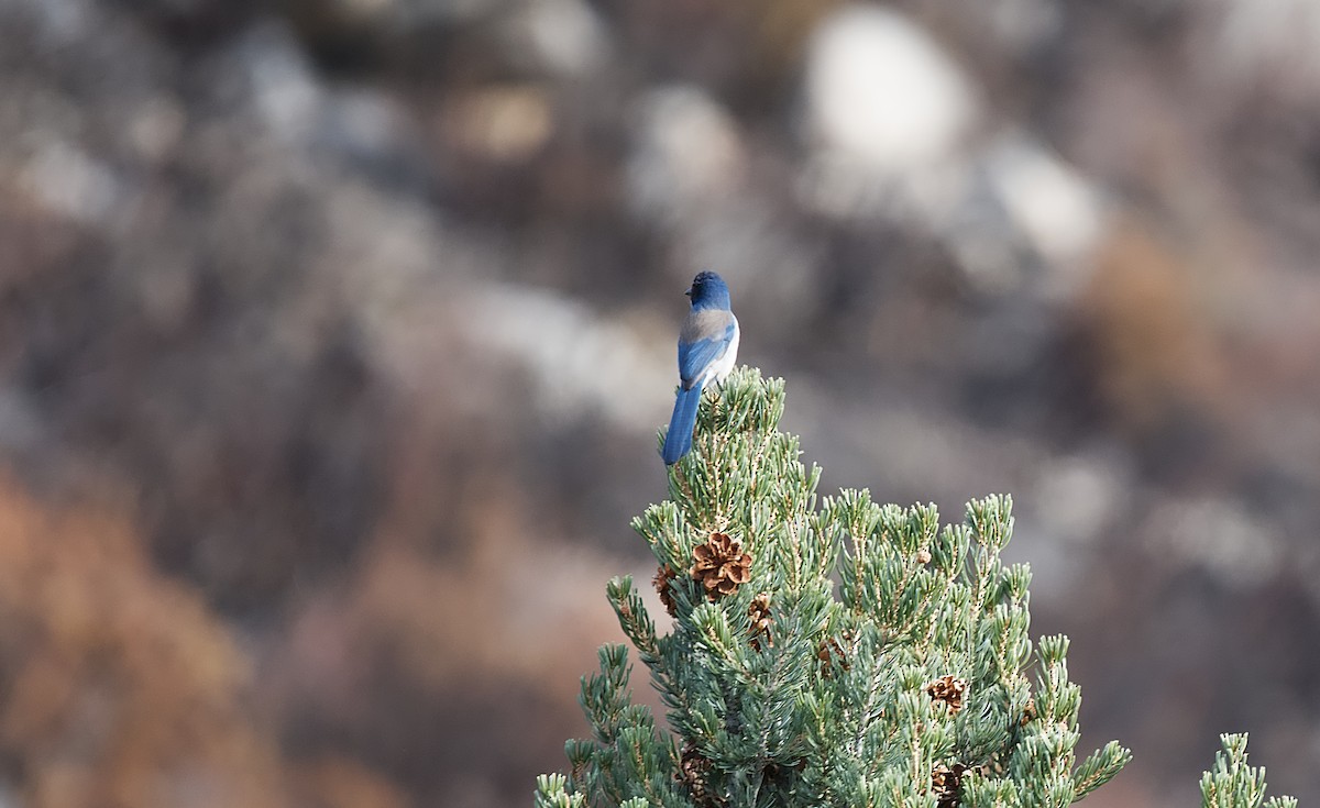 California Scrub-Jay - ML616157674