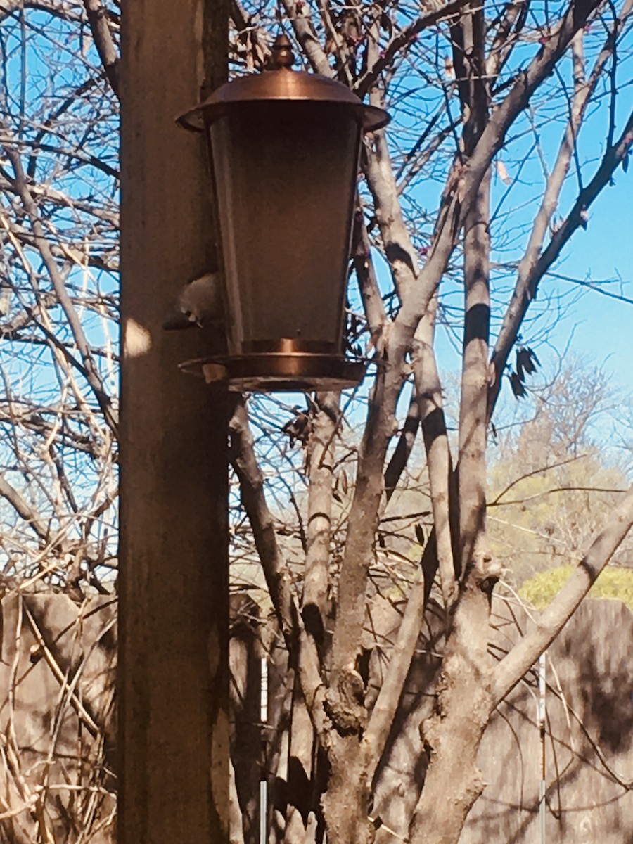 Tufted Titmouse - ML616157683