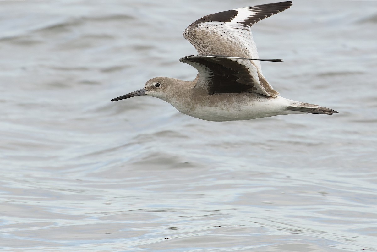 Playero Aliblanco (inornata) - ML616157685