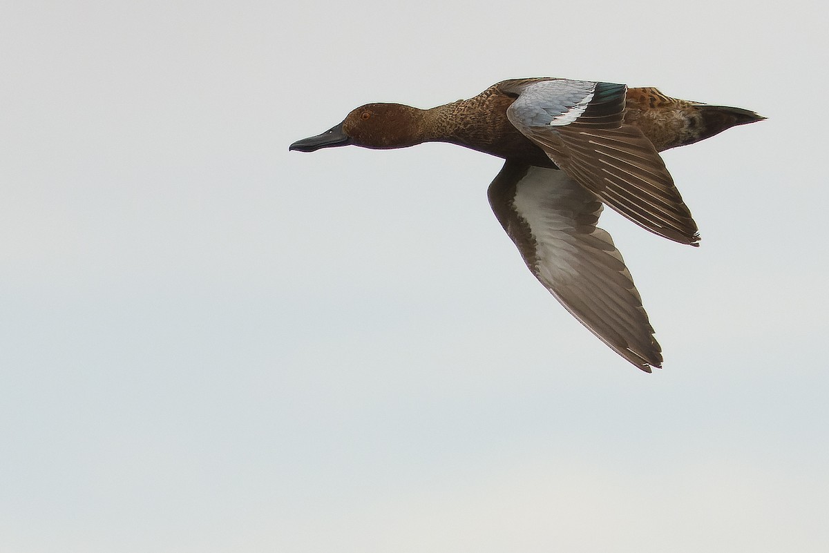 Cinnamon Teal - ML616157702