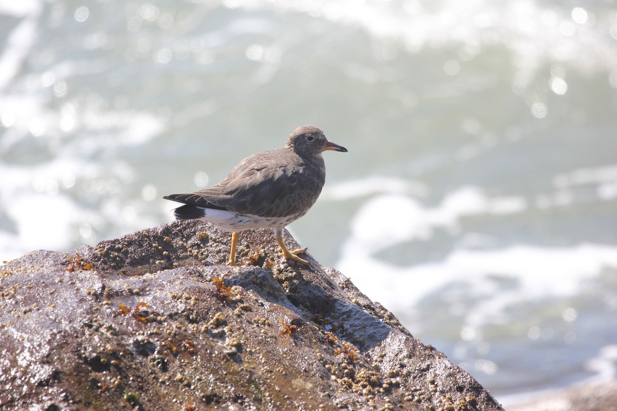 Surfbird - ML616157709