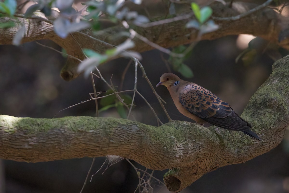 Oriental Turtle-Dove - ML616157714