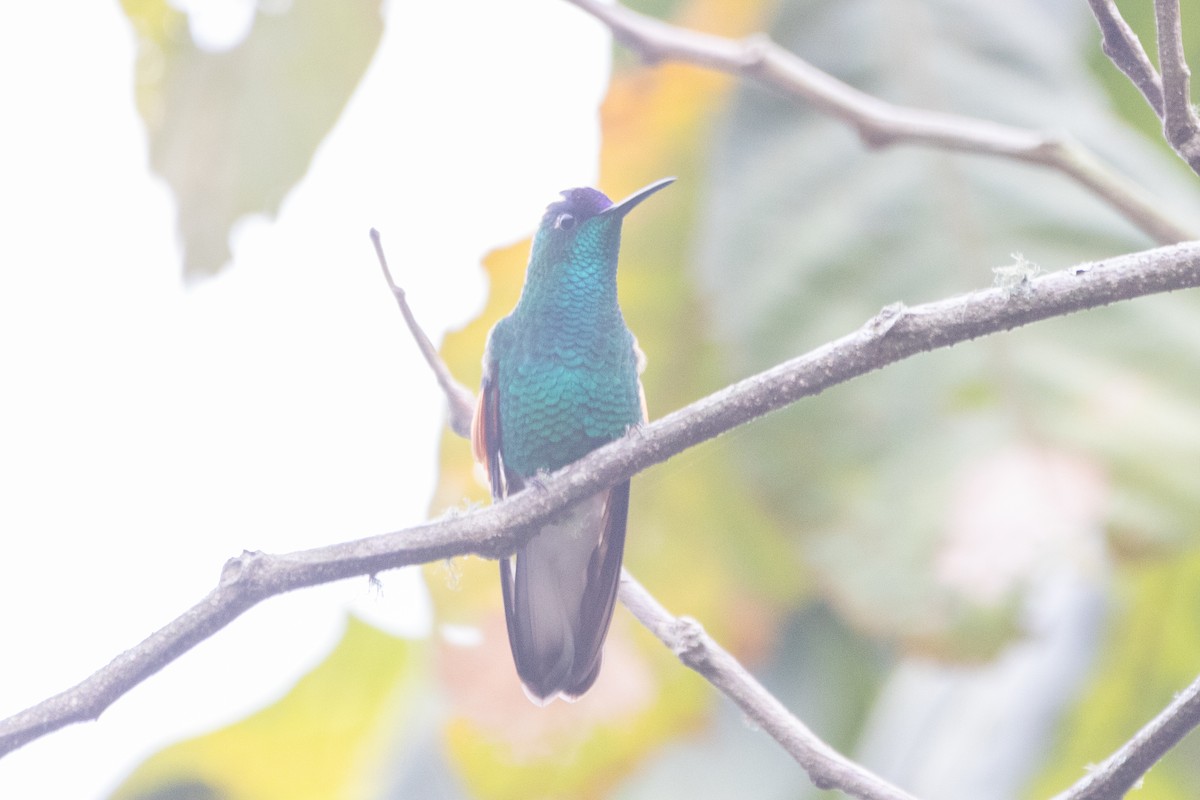 Blue-capped Hummingbird - Jodhan Fine