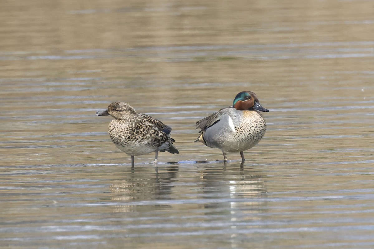 Green-winged Teal - ML616157732