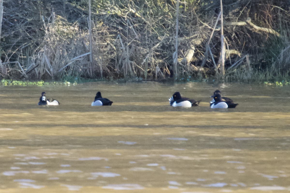 Ring-necked Duck - ML616157782