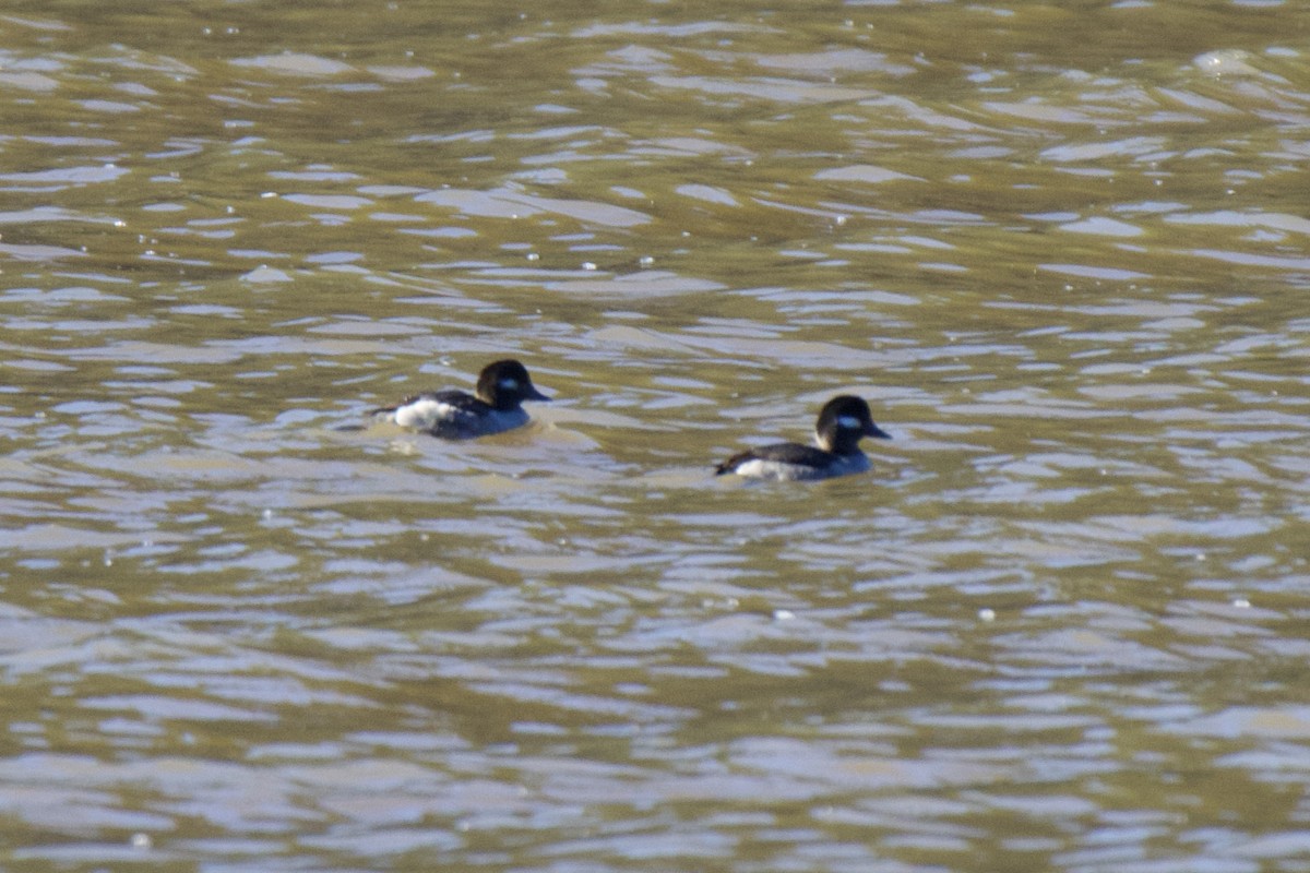 Bufflehead - ML616157793