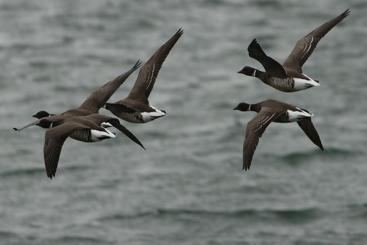 Казарка чорна (підвид nigricans) - ML616157804