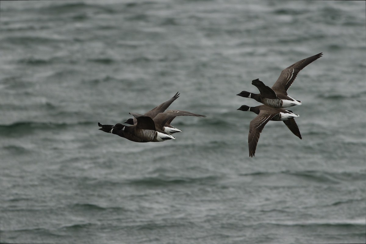 ringgås (nigricans) - ML616157806