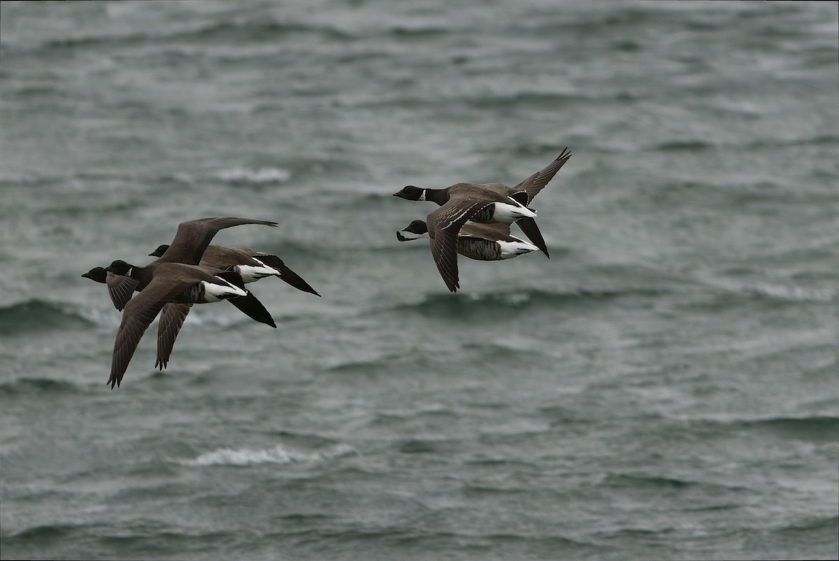 Barnacla Carinegra (nigricans) - ML616157807