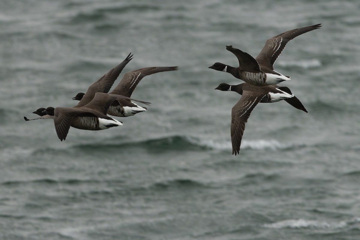 ringgås (nigricans) - ML616157808