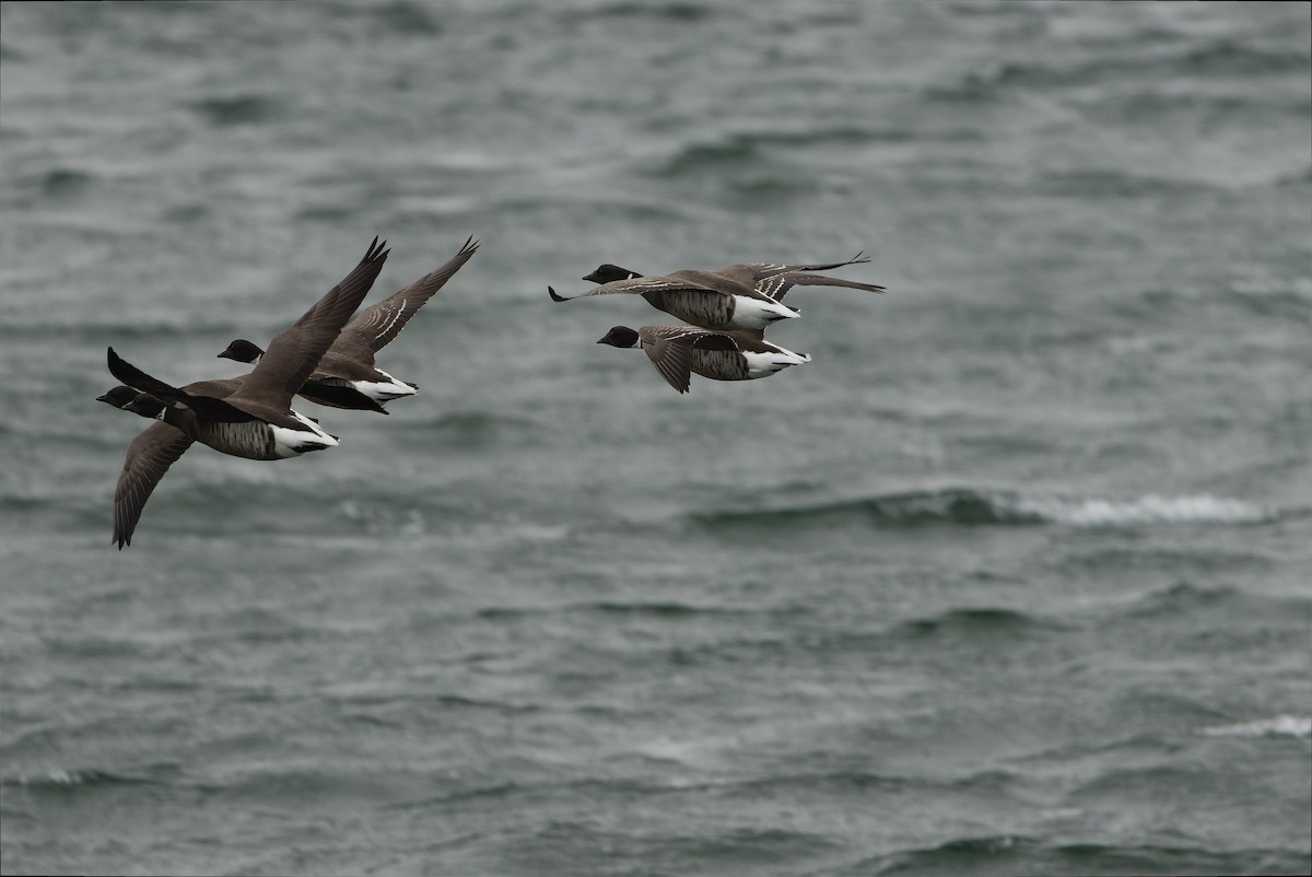 Казарка чорна (підвид nigricans) - ML616157809