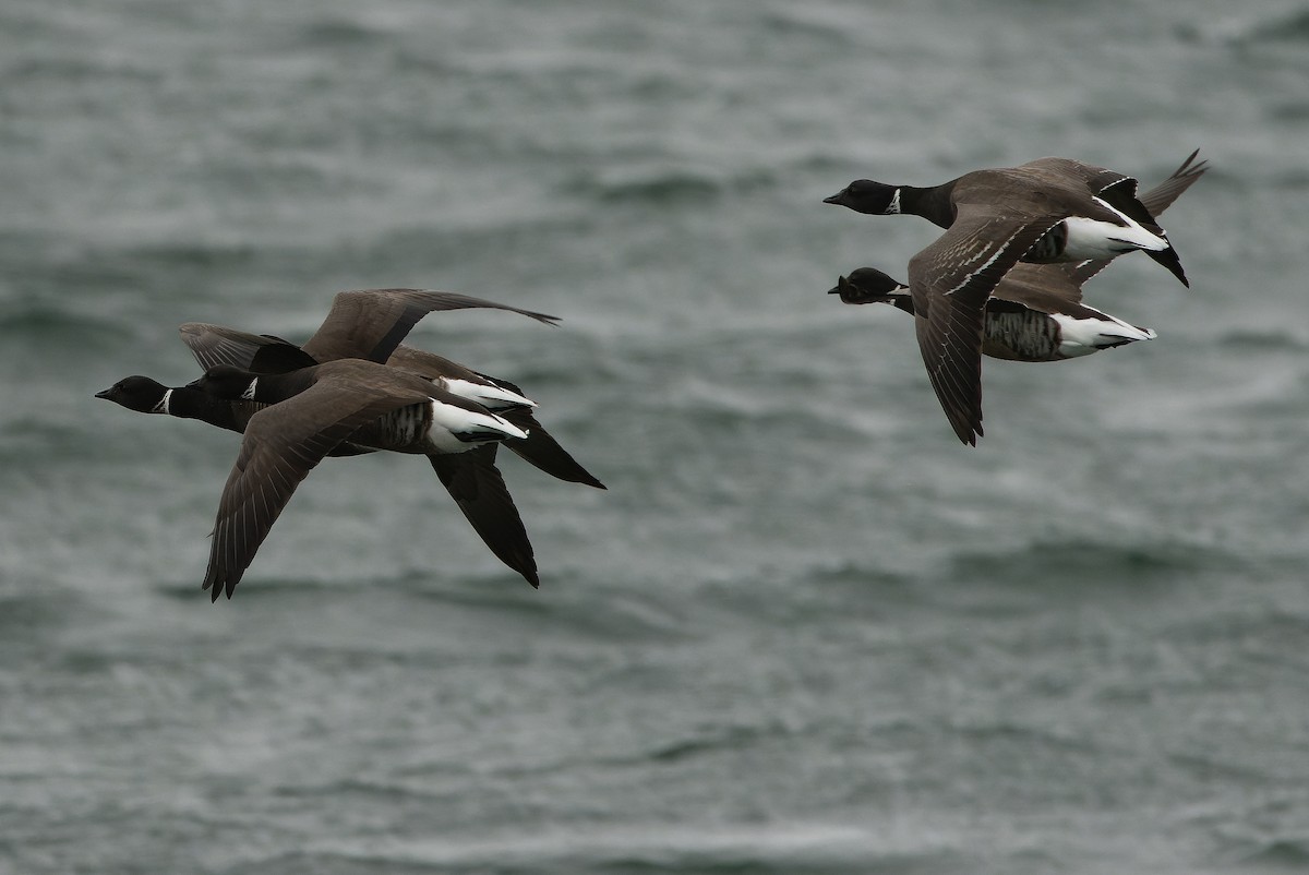 Barnacla Carinegra (nigricans) - ML616157810