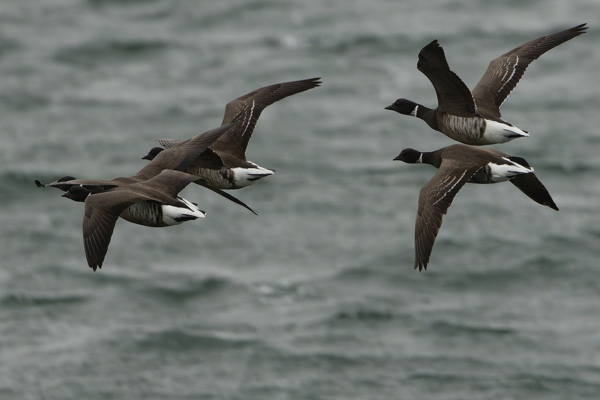 Казарка чорна (підвид nigricans) - ML616157811