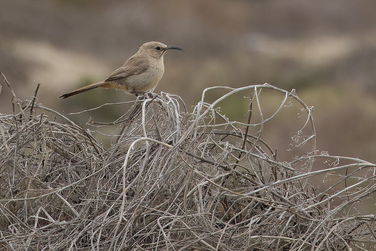 LeConte's Thrasher (Vizcaino) - ML616157878