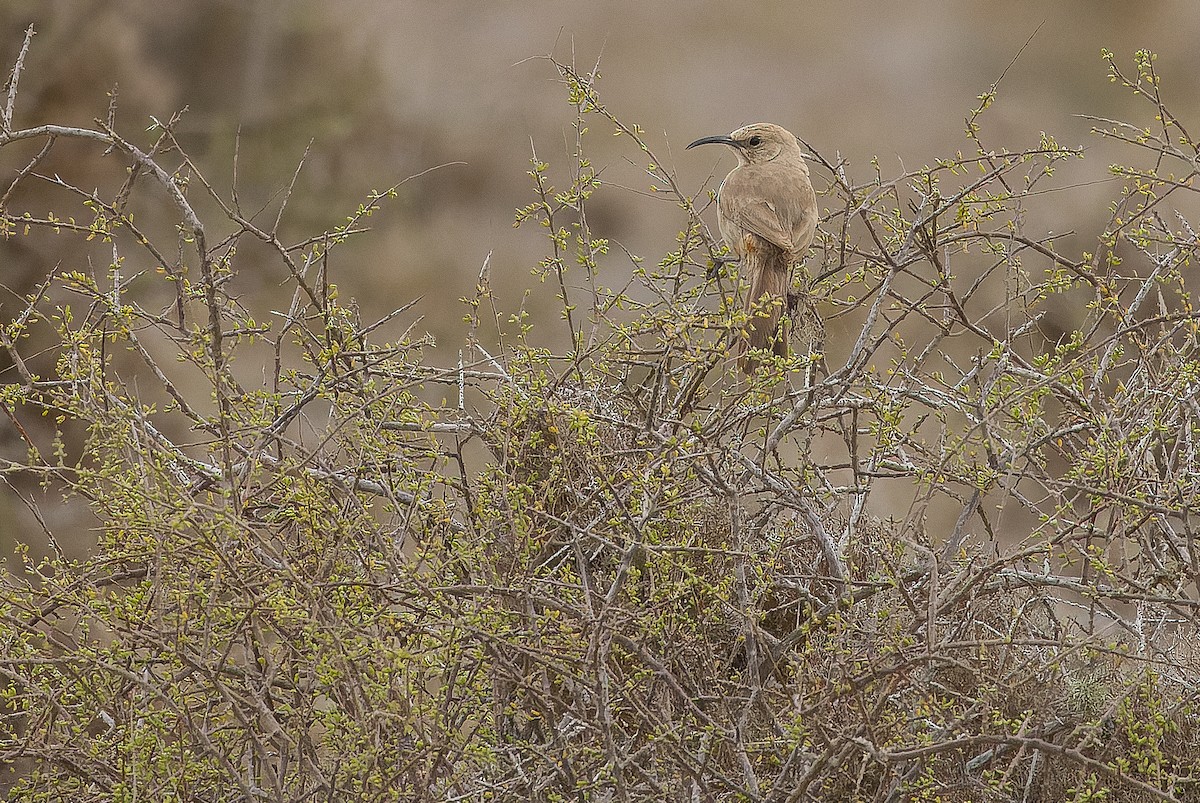 LeConte's Thrasher (Vizcaino) - Joachim Bertrands