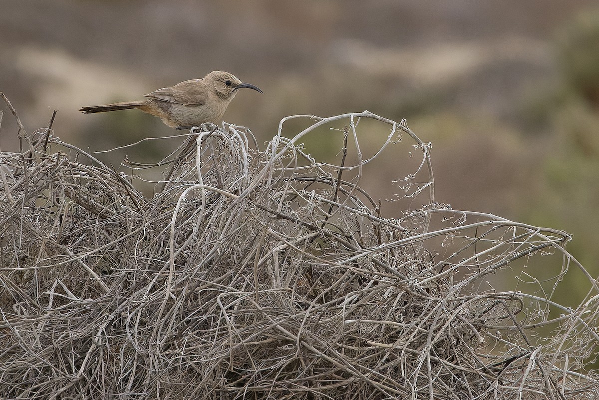 LeConte's Thrasher (Vizcaino) - Joachim Bertrands