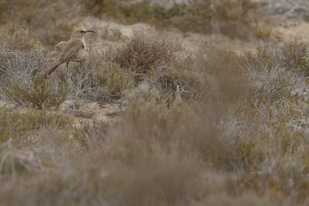 LeConte's Thrasher (Vizcaino) - Joachim Bertrands