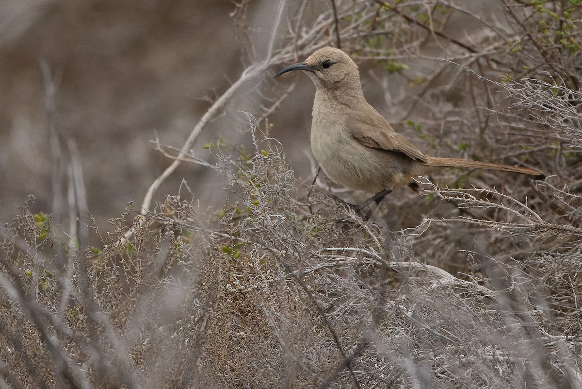 LeConte's Thrasher (Vizcaino) - ML616157893