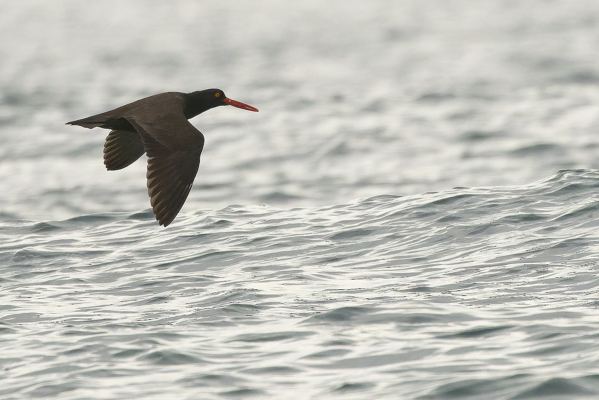 Black Oystercatcher - Joachim Bertrands