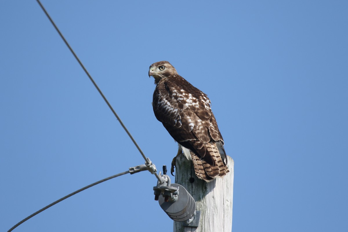 Red-tailed Hawk - ML616157939
