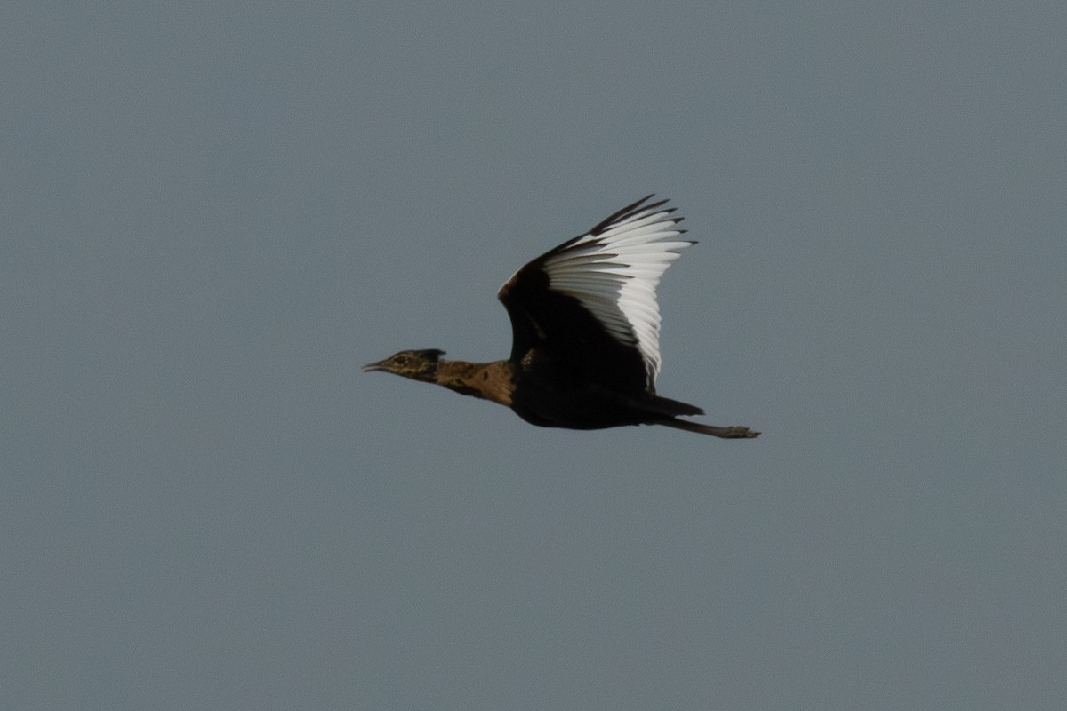 Bengal Florican - Steven Rodan